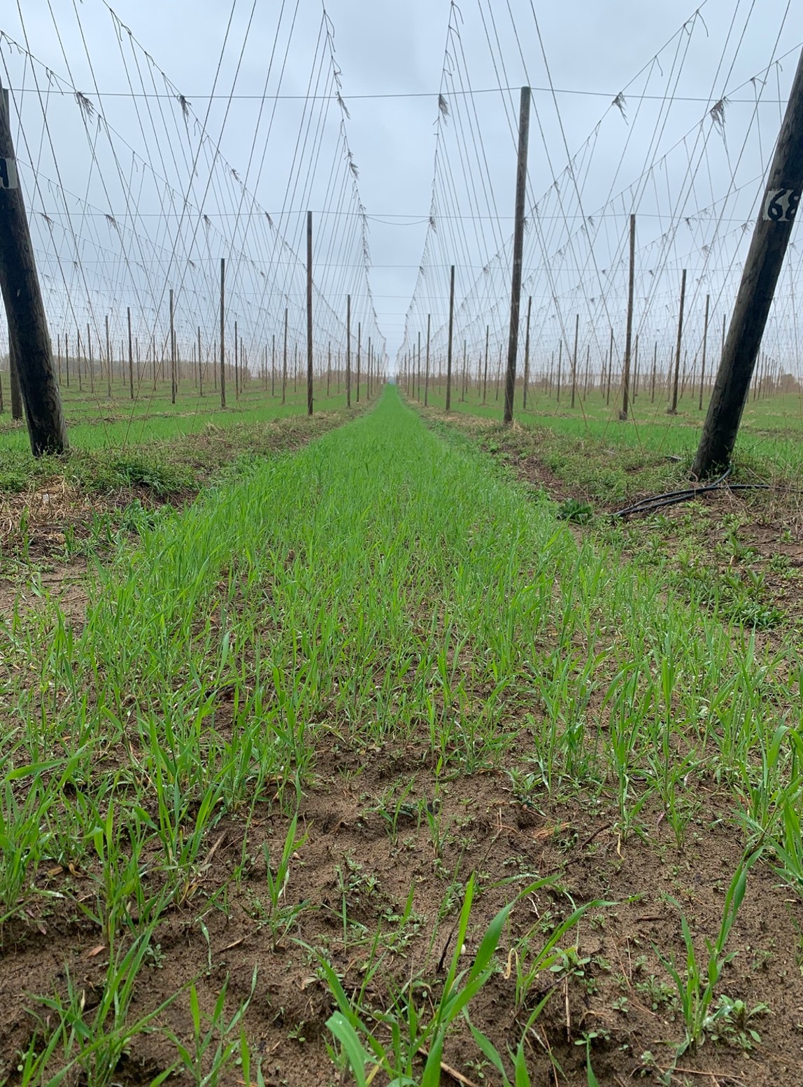 Centennial hops.